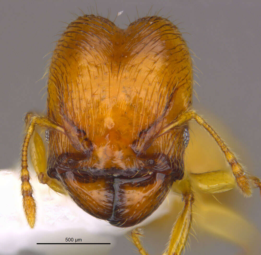 Image of <i>Pheidole corniclypeus</i> Longino 2019