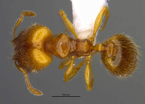 <i>Pheidole belonorte</i> Longino 2019的圖片