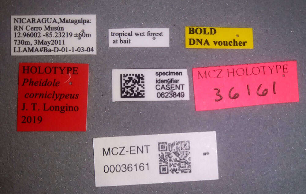 Image of <i>Pheidole corniclypeus</i> Longino 2019