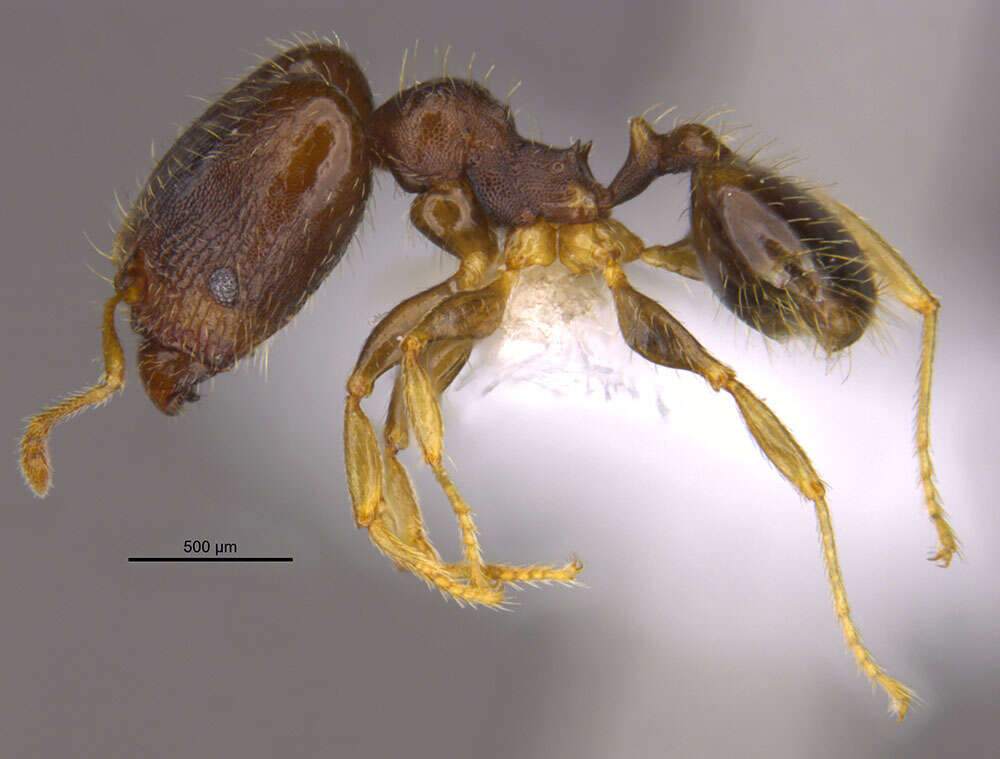 Image of <i>Pheidole depressinoda</i> Longino 2019