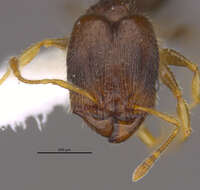 Image of <i>Pheidole depressinoda</i> Longino 2019