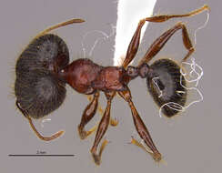 <i>Pheidole eosimilis</i> Longino 2019 resmi