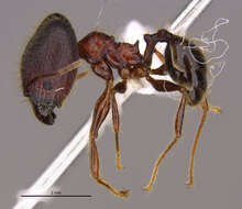 <i>Pheidole eosimilis</i> Longino 2019 resmi