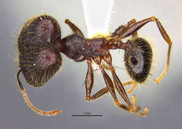 Image of <i>Pheidole lagunculiminor</i> Longino 2019