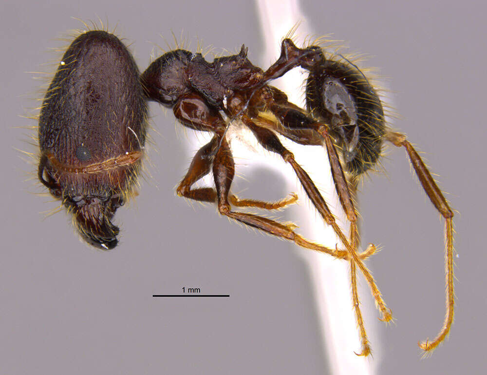 Image of <i>Pheidole lagunculiminor</i> Longino 2019