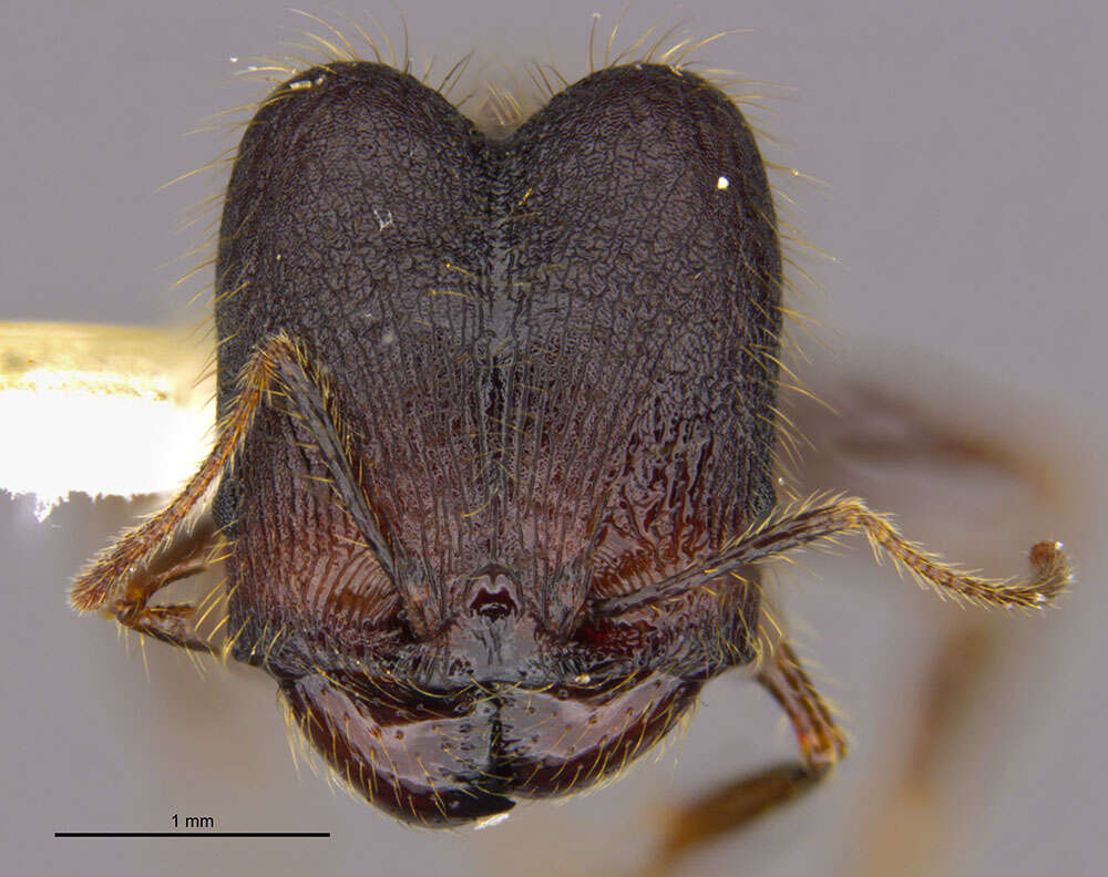 Image of <i>Pheidole lagunculiminor</i> Longino 2019