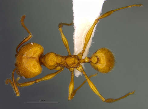 <i>Pheidole luteagossamer</i> Longino 2019 resmi