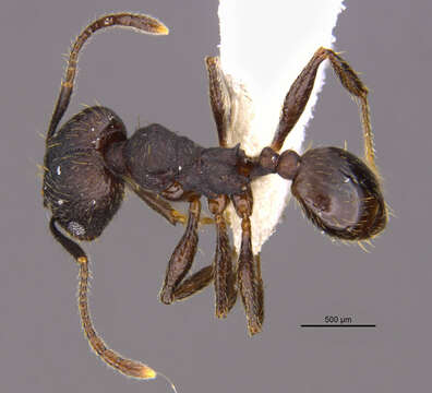 Image of <i>Pheidole marmor</i> Longino 2019