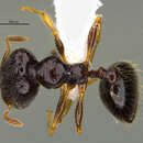 Image of <i>Pheidole muralla</i> Longino 2019