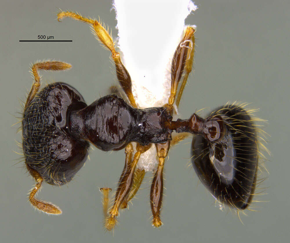 Image of <i>Pheidole muralla</i> Longino 2019