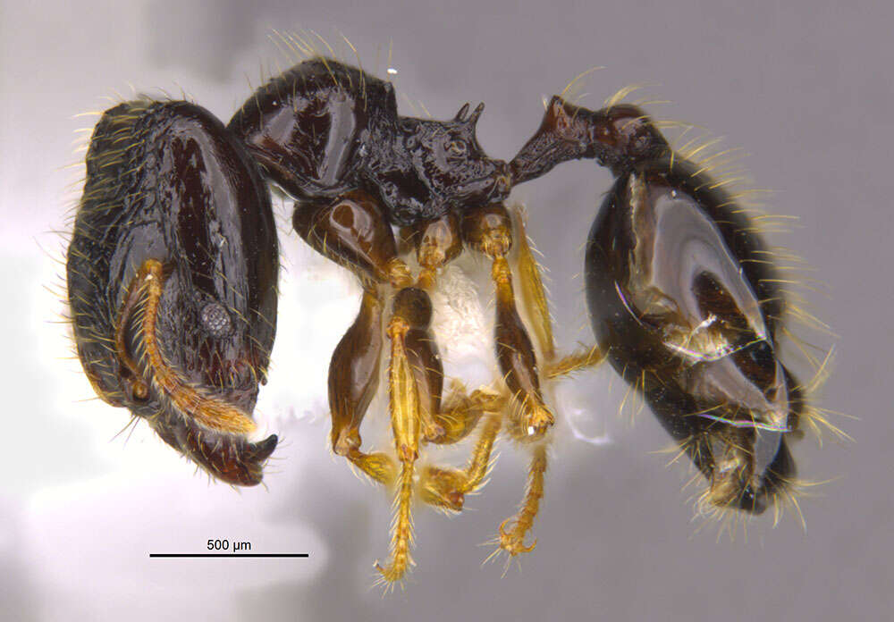 Image of <i>Pheidole muralla</i> Longino 2019