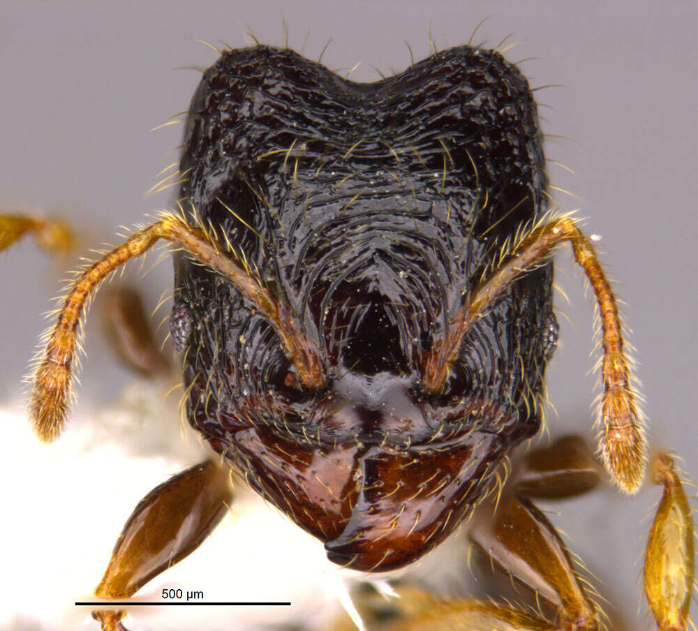 Image of <i>Pheidole muralla</i> Longino 2019