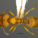 Image of <i>Pheidole natalie</i> Longino 2019