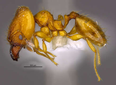 <i>Pheidole natalie</i> Longino 2019 resmi