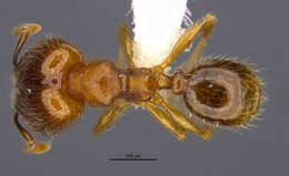 <i>Pheidole nephele</i> Longino 2019的圖片