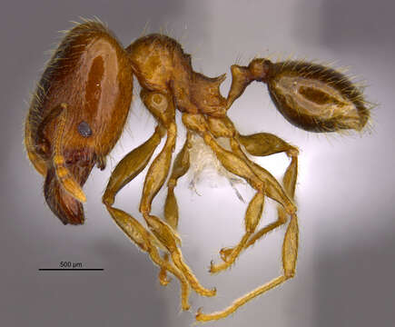 <i>Pheidole nephele</i> Longino 2019的圖片