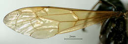 Image of Priocnemella fairchildi (Banks 1925)