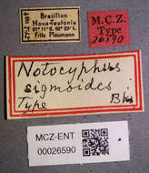 Image of Notocyphus sigmoides Banks 1947