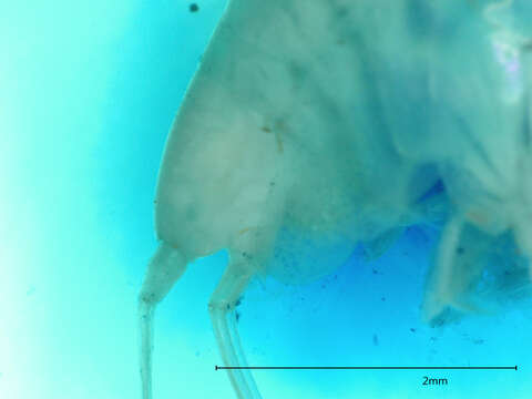 Image of Synopioidea Dana 1852