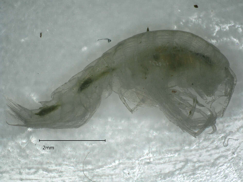 Image of Synopioidea Dana 1852