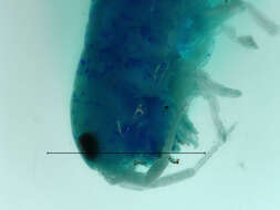 Image of amphipods