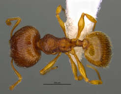 <i>Pheidole perissothrix</i> Longino 2019 resmi