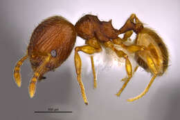 <i>Pheidole perissothrix</i> Longino 2019 resmi