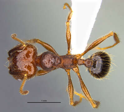 صورة <i>Pheidole platyscapa</i> Longino 2019