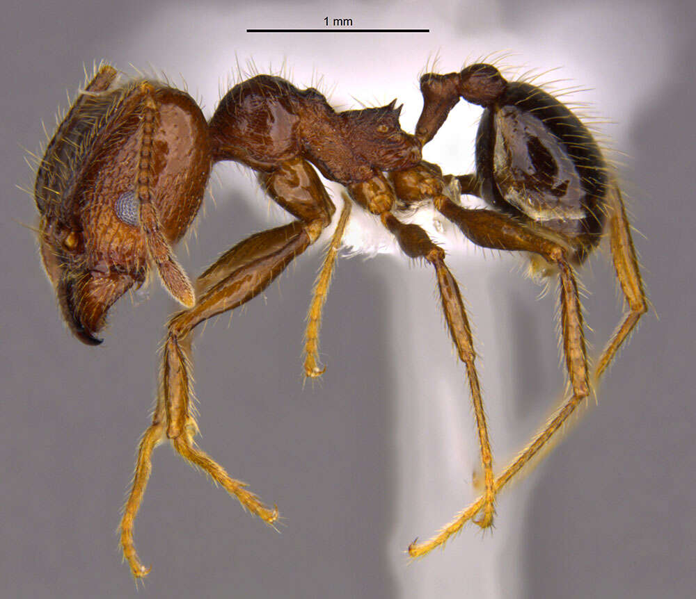 صورة <i>Pheidole platyscapa</i> Longino 2019