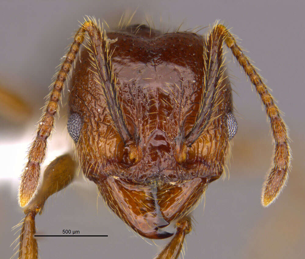 صورة <i>Pheidole platyscapa</i> Longino 2019