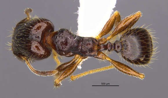 Image of <i>Pheidole tuculutan</i> Longino 2019