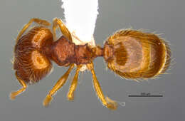 Sivun <i>Pheidole xiloa</i> Longino 2019 kuva