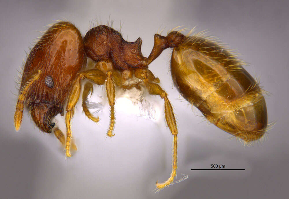 Sivun <i>Pheidole xiloa</i> Longino 2019 kuva