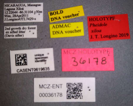 Plancia ëd <i>Pheidole xiloa</i> Longino 2019