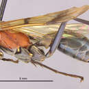 Image of <i>Eragenia amabilis</i>