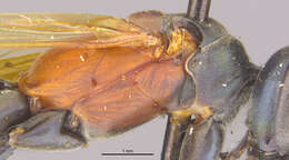 Image of <i>Eragenia amabilis</i>