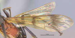 Image of <i>Eragenia amabilis</i>