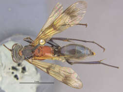 Image of <i>Eragenia amabilis</i>