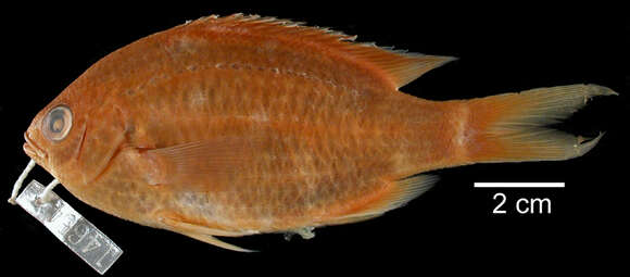 Image of Brown Chromis