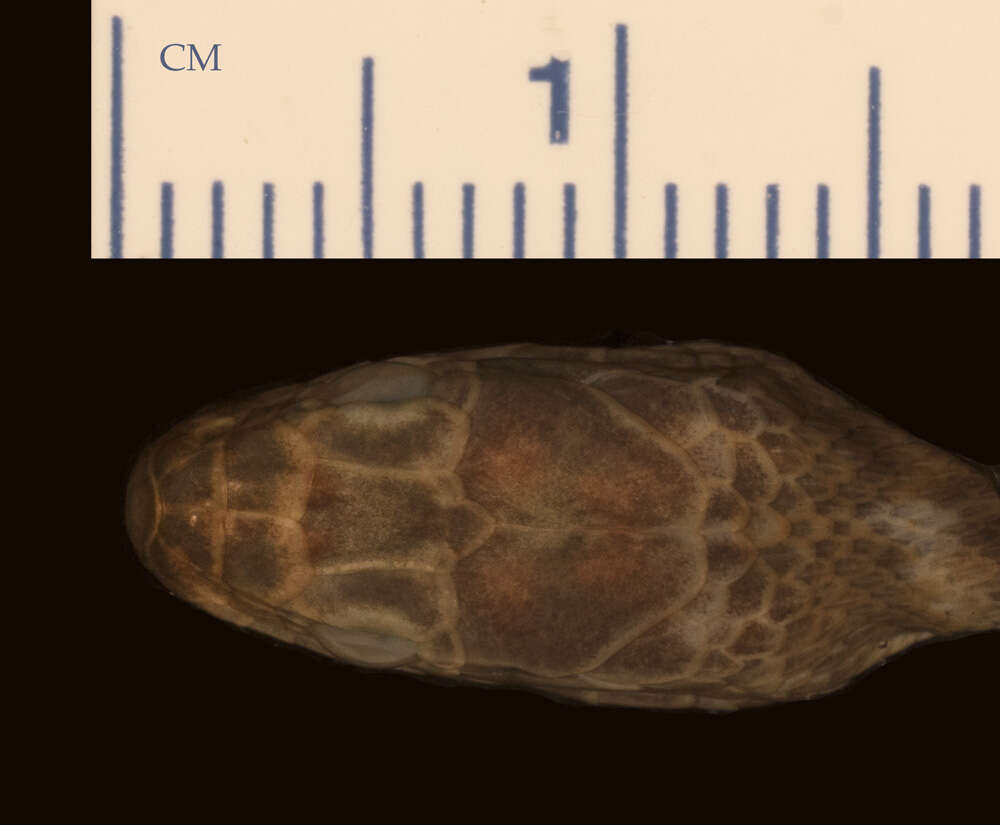 Nerodia paucimaculata (Tinkle & Conant 1961)的圖片