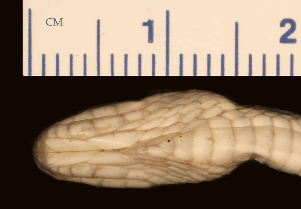 Nerodia paucimaculata (Tinkle & Conant 1961)的圖片