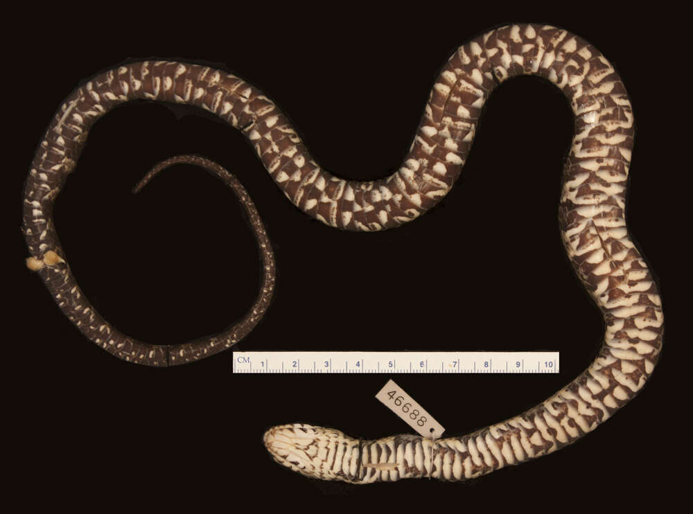 Image of Nerodia fasciata fasciata (Linnaeus 1766)