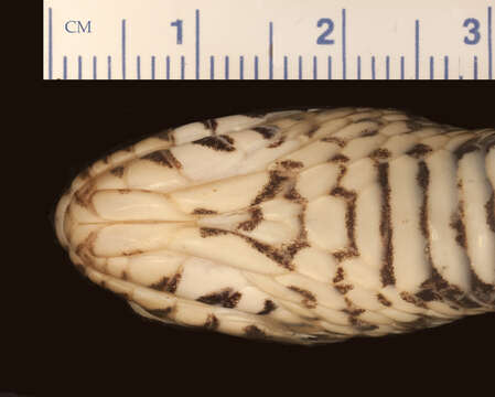 Imagem de Nerodia fasciata fasciata (Linnaeus 1766)