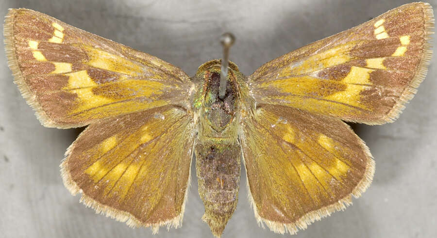 Слика од Hesperia comma manitoba Scudder 1874