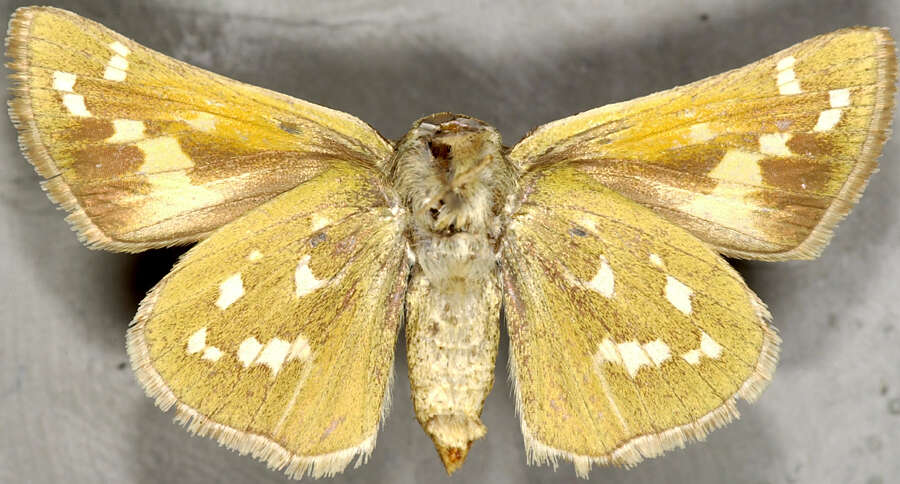 Слика од Hesperia comma manitoba Scudder 1874