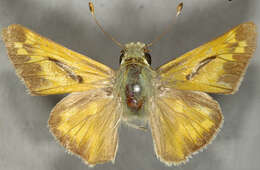 Image of Juba Skipper