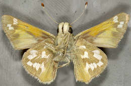 Image of Juba Skipper