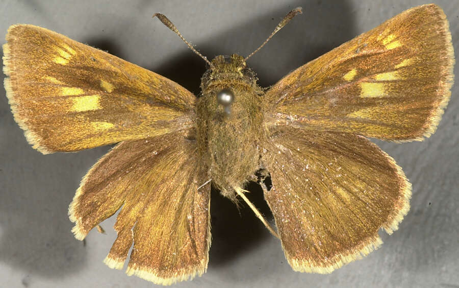 Image of Crossline Skipper