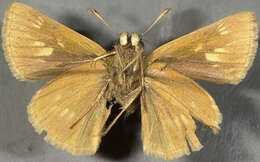 Image of Crossline Skipper