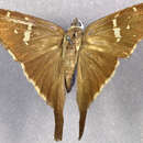 Image de Typhedanus undulatus Hewitson 1867